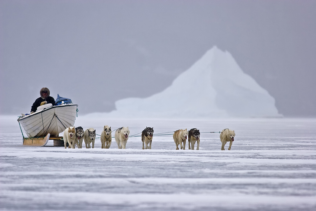 Dog sleigh Arctic Hub Greenland Research Science