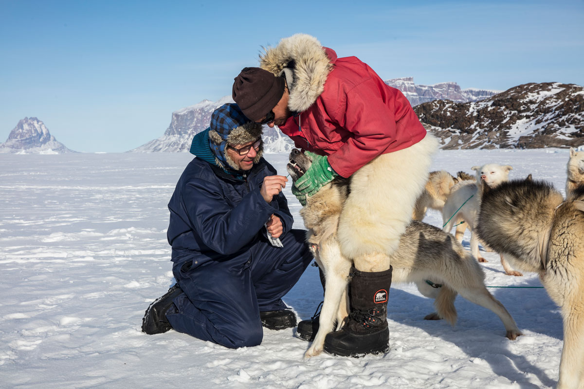 Locals and researchers working together on the Qimmeq-research project, dog sleighs, dog sled, Scientist at the ice, Arctic Hub, science, research, Greenland,