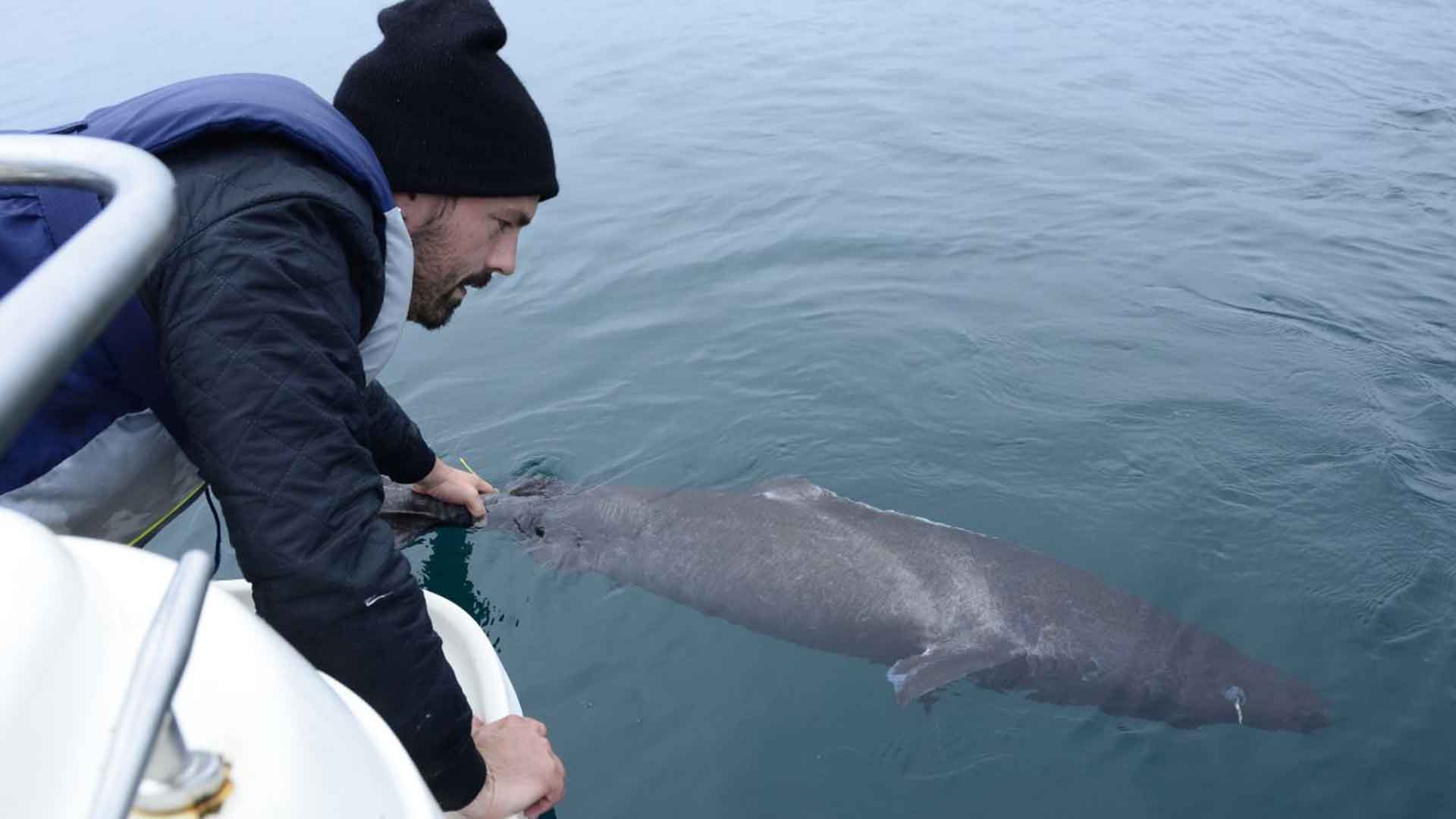 Greenland shark, researcher Julius Nielsen, Arctic Hub, Greenland Research, Greenlandic Institute of Natural Research, University of Copenhagen