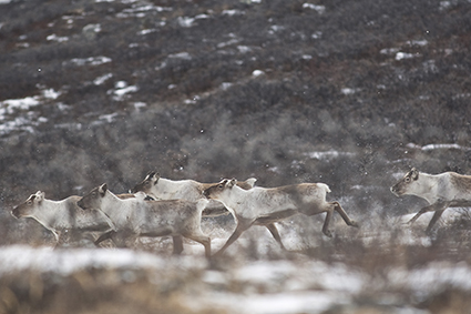 Reindeer Arctic Hub Greenland Research Science