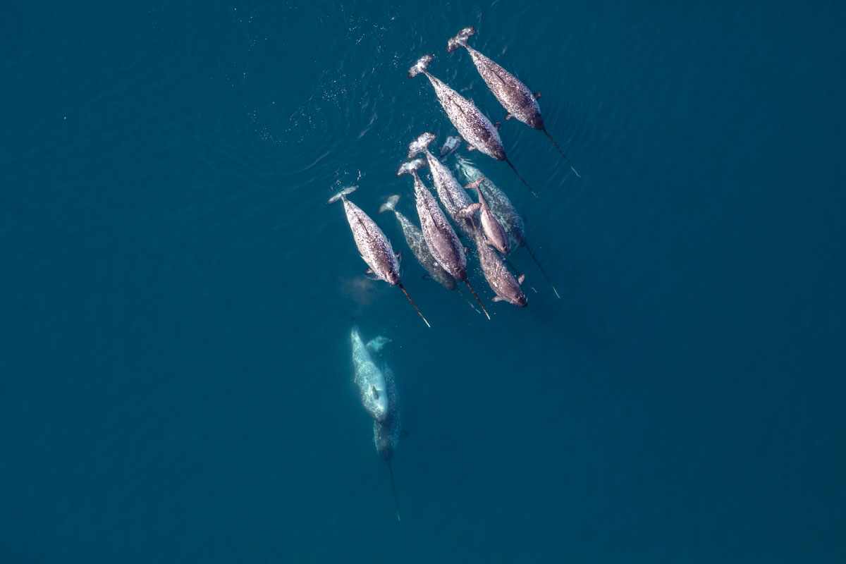 Narwhales in Greenland, Greenland Research, Arctic Hub